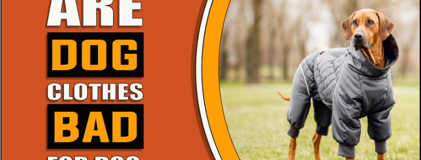 Are Dog Clothes Bad For Dogs – Know Before You Buy 1 Are Dog Clothes Bad For Dogs Are Dog Clothes Bad For Dogs
